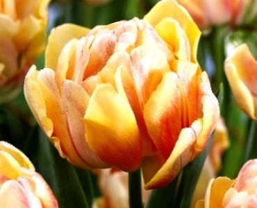 лале Foxy foxtrot 11/12