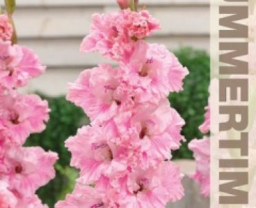 Гладиол Samara