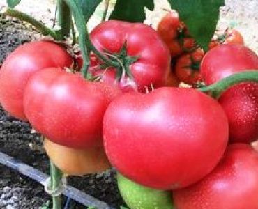 домати Pink ID (SV3026TG) F1