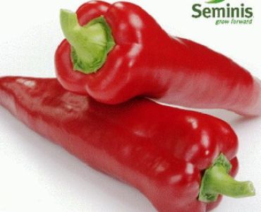 пипер Карпекс F1