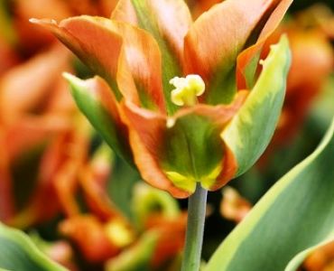 лале Viridiflora Green River 11/12