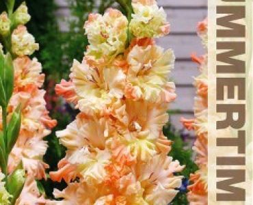 Гладиол Sotji