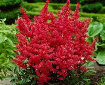 Астилбе червено