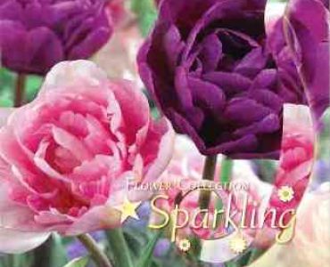 Лалета Sparkling микс Angelique & Blue Diamond 10/11