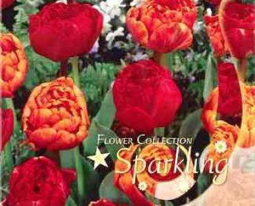 Лалета Sparkling mix Miranda and Double Beauty of Apeldoorn 10/11