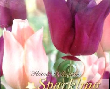 лалета Salmon Prince/Purple Prince 10/11