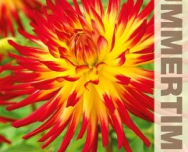 Далия Weston spanish dancer