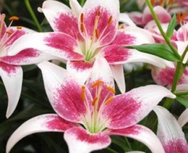 лилиум Asiatic Strawberry and Cream 14/16