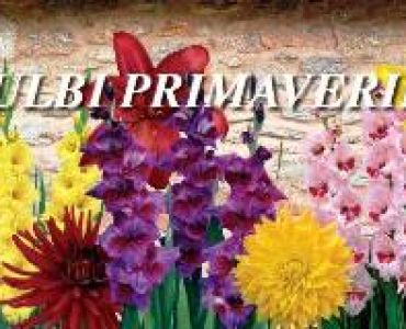 Кутия с пролетни луковици за търговци (60 опаковки)