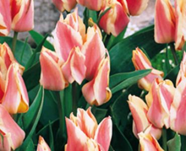 Лале Multiflora Quebec