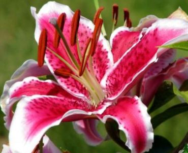 лилиум Oriental Starfighter 14/16