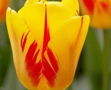 лале Olympic Flame 11/12