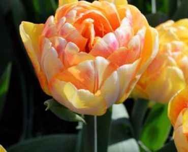 лале Elegant Foxtrrot 11/12