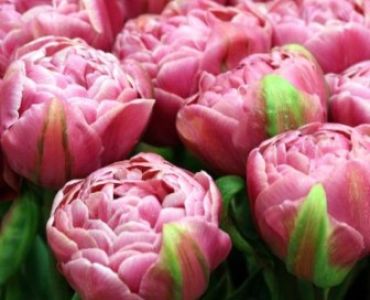 лале Double Early 11/12