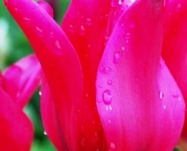 лале Fairy-tales Jazz 11/12