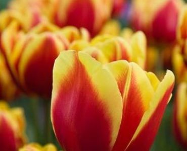 лале Courage Denmark 11/12