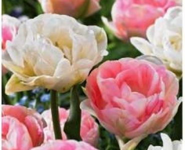 Лалета Sparkling mix Angelique & Mount Takoma