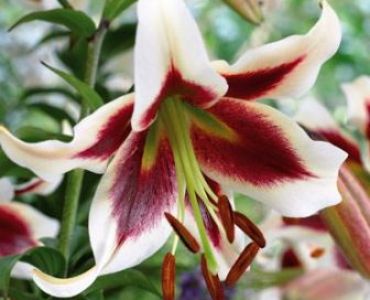 лилиум Beverly Dream 14/16