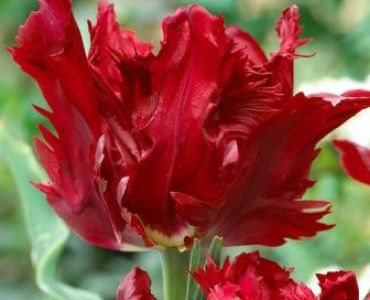 Лале Parrot Red Lizzrad 11/12