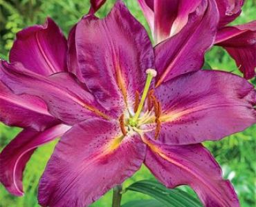 лилиум Grand Turismo 14/16