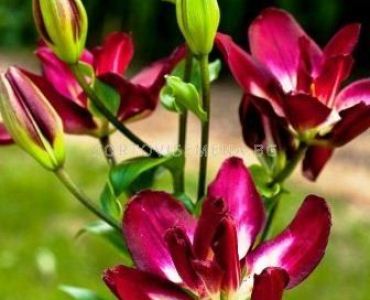 Лилиум Double Sensation