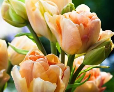 лале Charming Beauty 11/12