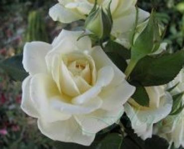 Облагородена катереща роза Флоров: Каталожен номер 21