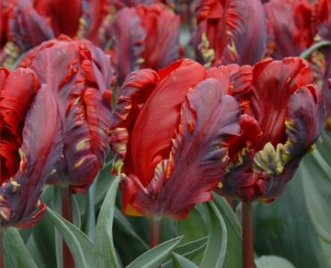 лале parrot rococo