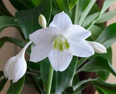 Еухарис амазония (Eucharis amazonica)