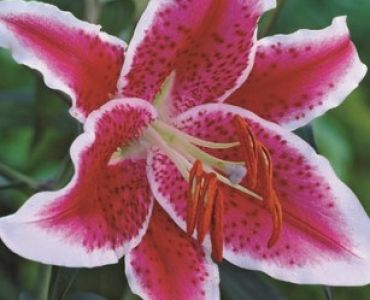 Лилиум Star Gazer 16/18