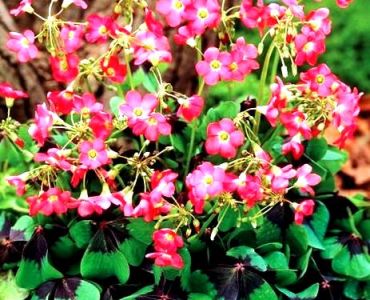 Оксалис (Четирилистна детелинка)