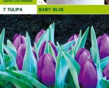 лале Baby Blue (пакет - 7 луковици)
