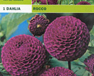 далия pompon Rocco