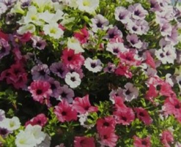 Петуния каскадна