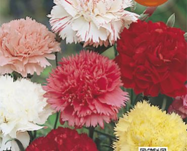 Карамфил Шабо микс`SG