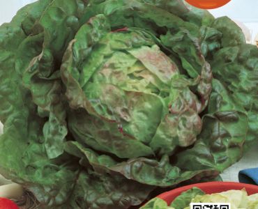 салата Bruna di Germania`SG