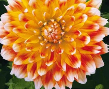 Далия Peaches and Cream