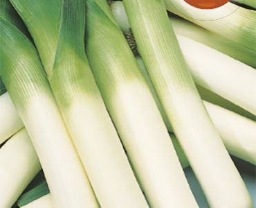 праз Едър български`SG