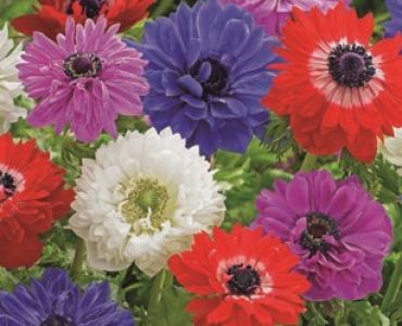 Анемоне ST Brigid double Mix