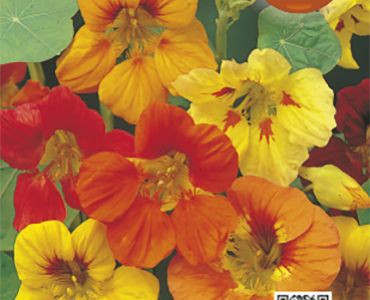 Латинка висока SG