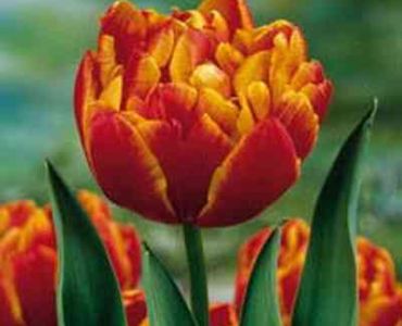 Лале Double Allegretto