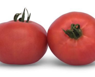 домати Торбей F1 (розови, безколови)