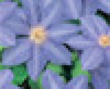 Клематис 'Mrs Cholmondely' (светло син)