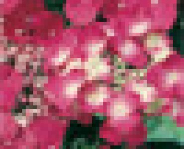 Хортензия (хидрангея) тъмно розова 