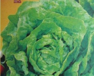 салата Kagraner Sommer 2