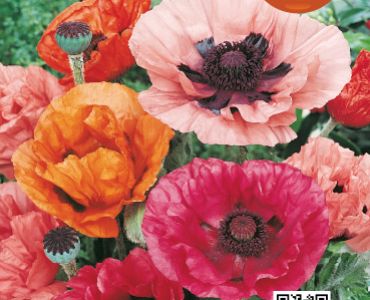 Мак - декоративен