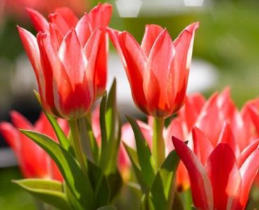 Лале botanical pinocchio