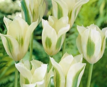 лале Viridiflora Spring Green