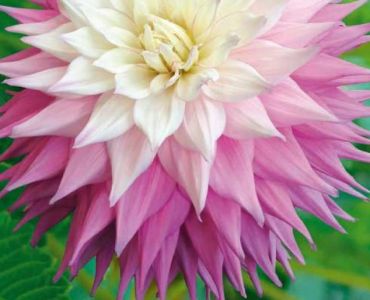 Далия Sir Alf. Ramsey