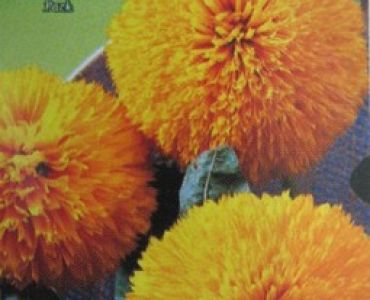 Слънчоглед кичест, нисък